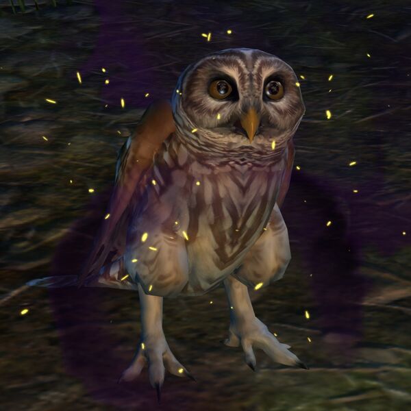 File:Barred Owl (Sickly).jpg
