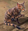 Brown Tabby Cat.jpg