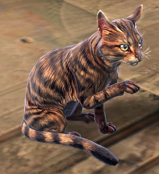 File:Brown Tabby Cat.jpg