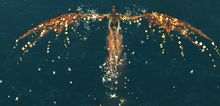 Dragon Fireworks Glider.jpg