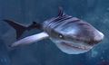 Ice Shark.jpg