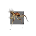 Juvenile Cave Spider.png