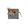 Juvenile Cave Spider.png