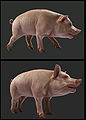 Renders of a pig.