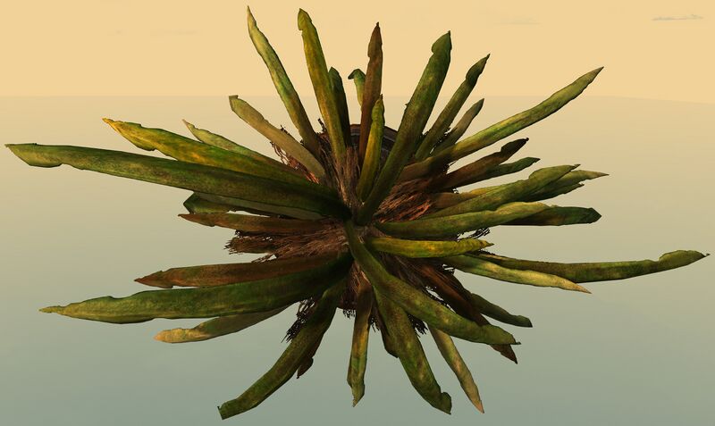 File:Potted Junglerice top.jpg