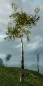Gummo Sapling.jpg