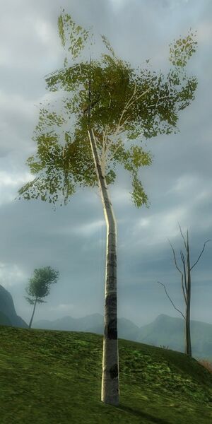 File:Gummo Sapling.jpg