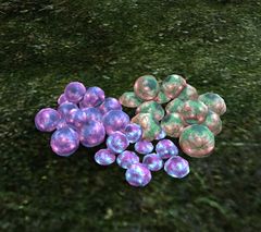 Hylek Eggs.jpg