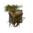 Juvenile Jacaranda.png