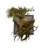 Juvenile Jacaranda.png
