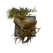 Juvenile Jacaranda.png