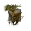 Juvenile Jacaranda.png