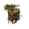 Juvenile Jacaranda.png