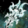 Lightborne Scepter.png