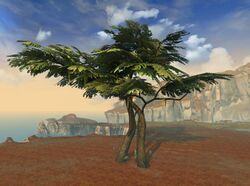 Mimosa Tree.jpg