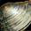 Clam.png