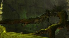 Gnarled Roots.jpg