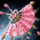 Imperial Everbloom Focus.png