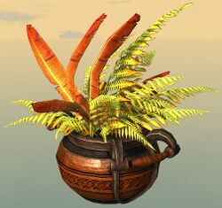 Potted Gold Fern.jpg