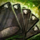 Sandstorm Flush Hand.png