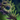 Nightmare Staff.png