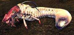 Plains Grub.jpg