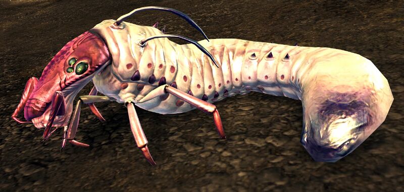 File:Plains Grub.jpg
