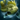 Round Goby