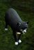 Black Cat (alt).jpg