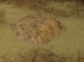 Thumbnail for version as of 16:57, 25 February 2026