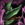 Orchid Coat.png