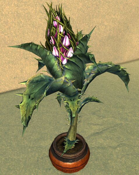 File:Potted Mature Night Thistle.jpg