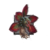 Juvenile Fanged Iboga.png