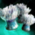 Underwater Anemone.png