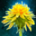 Lovely Dandelion.png