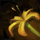 Pressed Friendship Flower.png