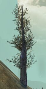 Cypress Sapling.jpg