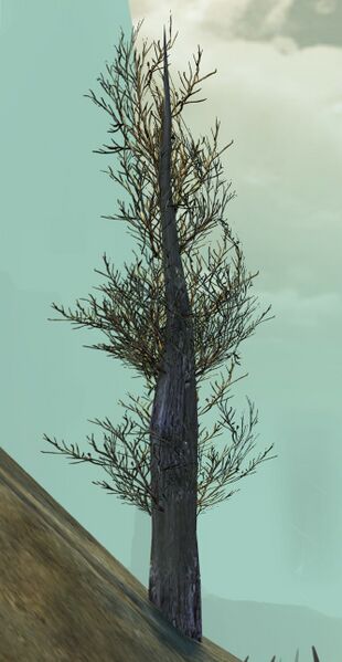 File:Cypress Sapling.jpg
