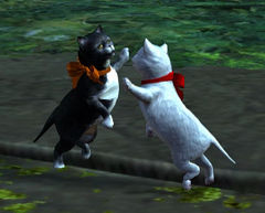 Kitten high five.jpg