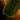 Marsh Drake Broodmother Scale.png