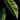 Bay Leaf