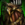 Feathered Pants.png
