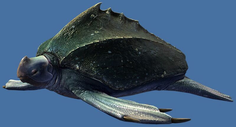 File:Mini Sea Turtle.jpg