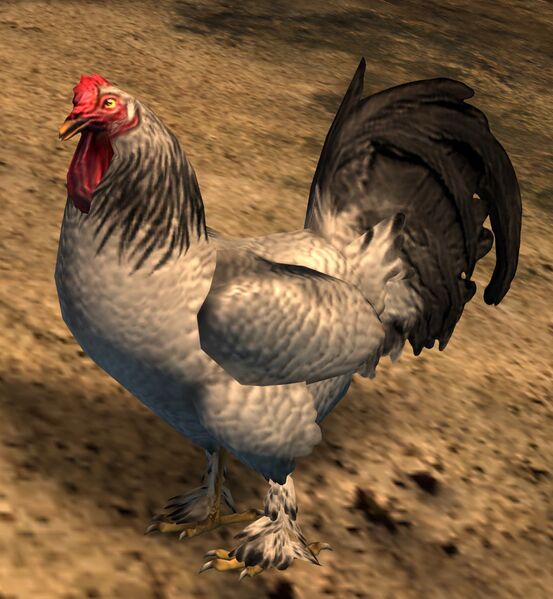 File:Black-Necked Rooster.jpg