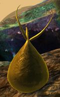 Gold Ooze.jpg
