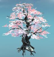 Large Canthan Cherry Tree.jpg