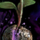 Mysterious Seedling.png