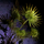 Potted Fan Palm.png