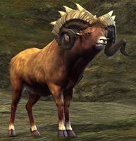 Ram.jpg