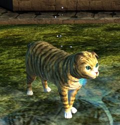 Bee Dog Cat.jpg